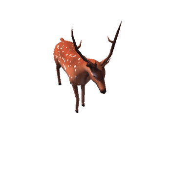 Sika deer